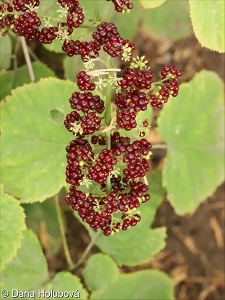 Aralia racemosa