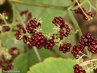 Aralia racemosa