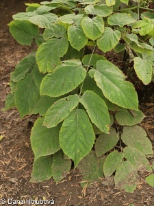 Aralia racemosa