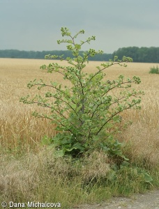 Arctium lappa subsp. platylepis