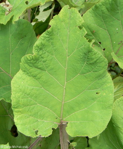 Arctium lappa subsp. platylepis