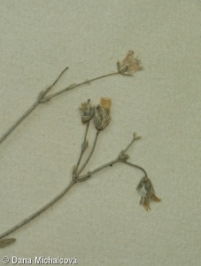 Arenaria grandiflora – písečnice velkokvětá