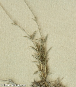 Arenaria grandiflora – písečnice velkokvětá