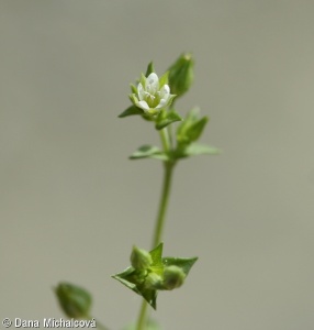 Arenaria serpyllifolia agg. – okruh písečnice douškolisté
