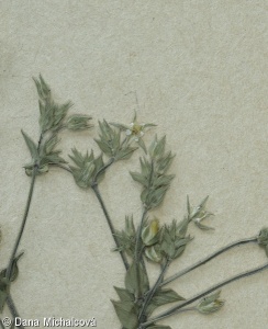 Arenaria serpyllifolia – písečnice douškolistá