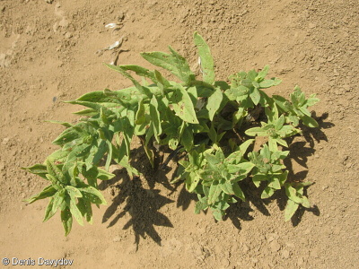 Argusia sibirica