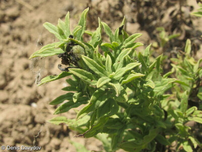 Argusia sibirica