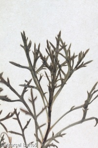 Argyranthemum frutescens – kopretinovec dřevnatý