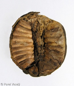 Aristolochia clematitis – podražec křovištní