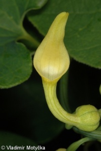 Aristolochia clematitis – podražec křovištní