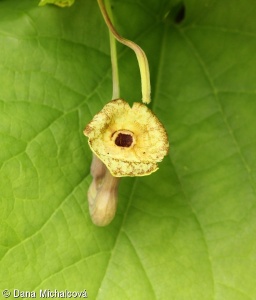 Aristolochia macrophylla – podražec velkolistý