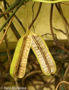 Aristolochia macrophylla – podražec velkolistý