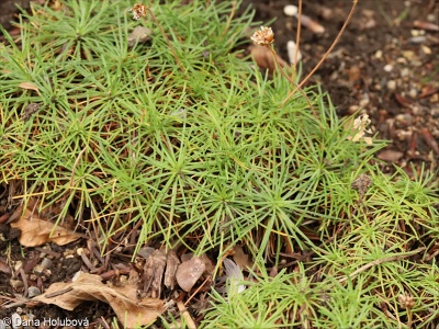 Armeria alpina