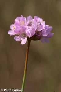 Armeria maritima subsp. elongata
