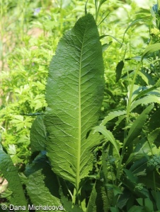 Armoracia rusticana – křen selský