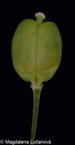 Armoracia rusticana &ndash; křen selský