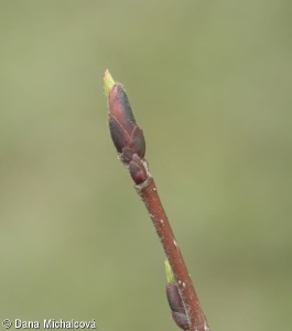 Aronia melanocarpa – temnoplodec černoplodý (“černý jeřáb”)