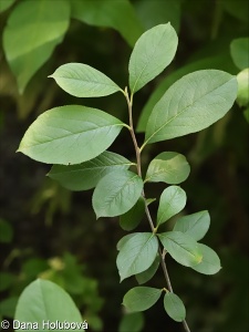 Aronia x prunifolia