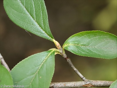 Aronia ×prunifolia – temnoplodec třešňolistý