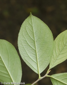 Aronia x prunifolia