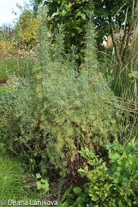 Artemisia abrotanum – pelyněk brotan