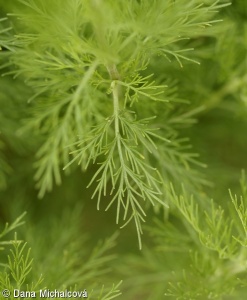 Artemisia abrotanum – pelyněk brotan