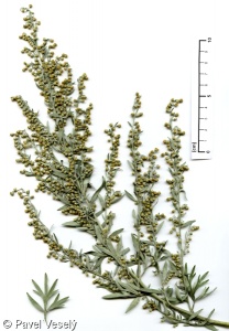 Artemisia absinthium – pelyněk pravý