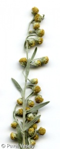 Artemisia absinthium – pelyněk pravý