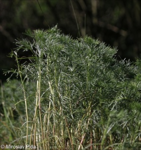 Artemisia alba – pelyněk bílý