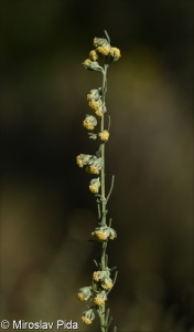 Artemisia alba &ndash; pelyněk bílý
