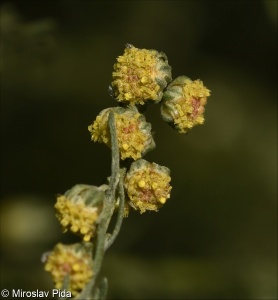 Artemisia alba &ndash; pelyněk bílý
