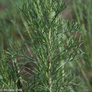 Artemisia alba &ndash; pelyněk bílý