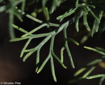 Artemisia alba &ndash; pelyněk bílý