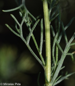 Artemisia alba &ndash; pelyněk bílý