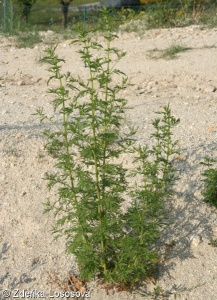 Artemisia annua – pelyněk roční