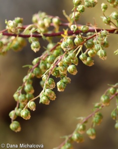 Artemisia annua – pelyněk roční