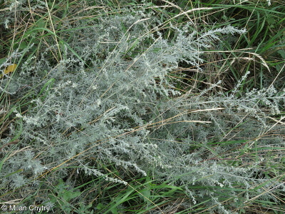 Artemisia austriaca – pelyněk rakouský
