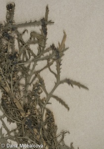 Artemisia biennis – pelyněk dvouletý
