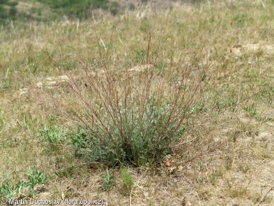 Artemisia campestris – pelyněk ladní