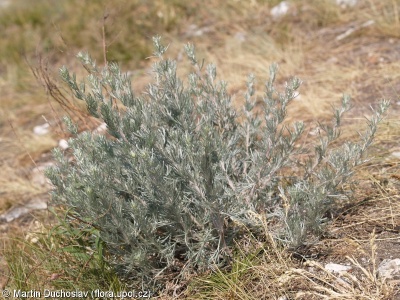 Artemisia campestris var. lednicensis – pelyněk ladní hedvábný