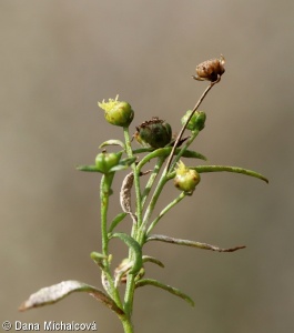Artemisia dracunculus – pelyněk estragon