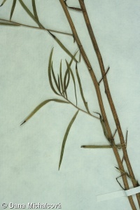 Artemisia dracunculus – pelyněk estragon