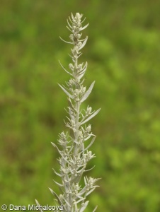 Artemisia ludoviciana subsp. ludoviciana – pelyněk protnicovitý pravý