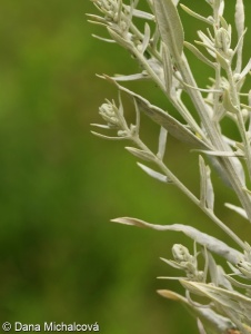 Artemisia ludoviciana – pelyněk protnicovitý