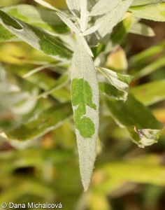 Artemisia ludoviciana subsp. ludoviciana – pelyněk protnicovitý pravý