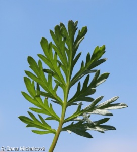 Artemisia pancicii – pelyněk Pančićův