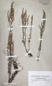 Artemisia austriaca agg. – okruh pelyňku rakouského