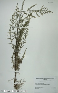 Artemisia scoparia – pelyněk metlatý