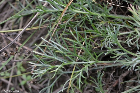 Artemisia scoparia – pelyněk metlatý