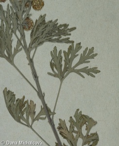 Artemisia siversiana – pelyněk Sieversův